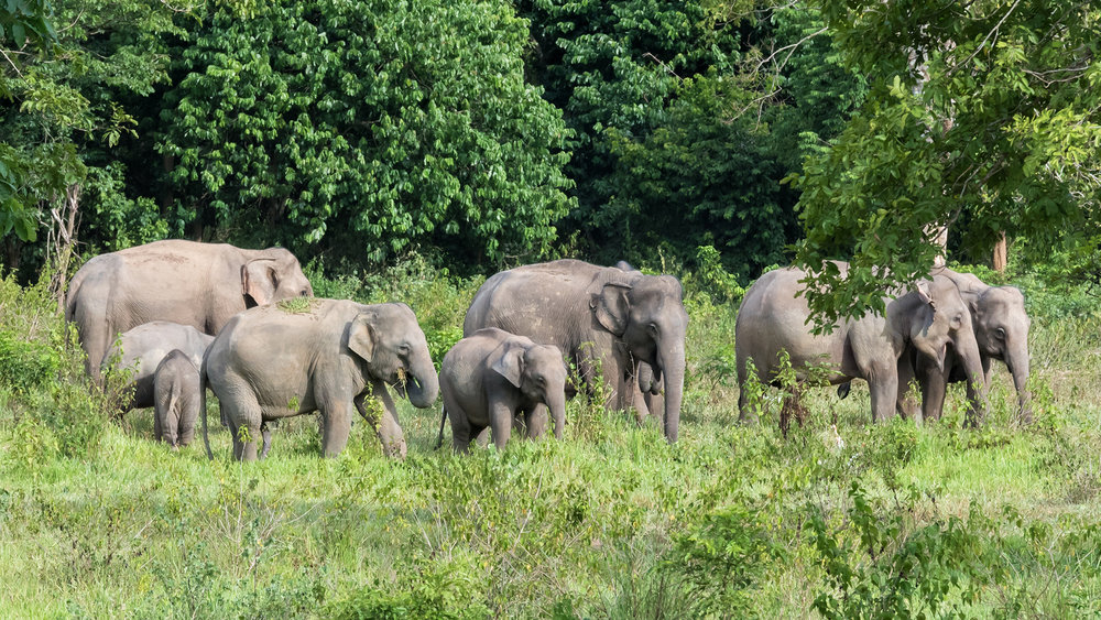 Wildlife tours and National Parks