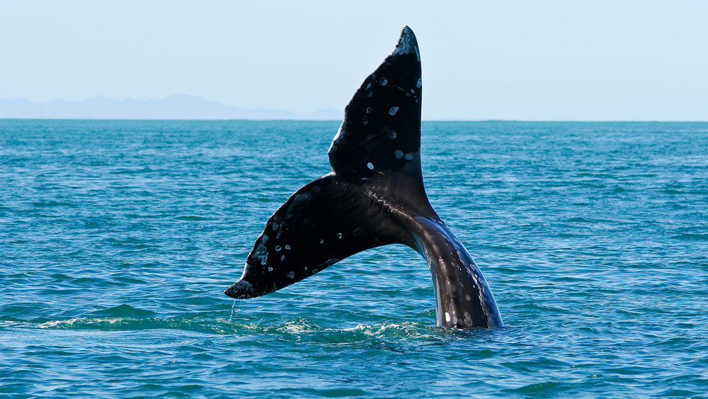 Whale watching